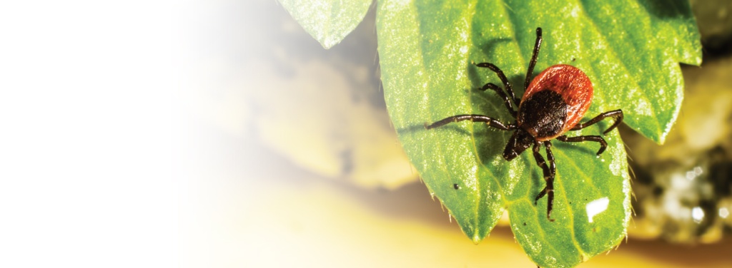 Вакцинация против клещевого энцефалита в Ростове-на-Дону